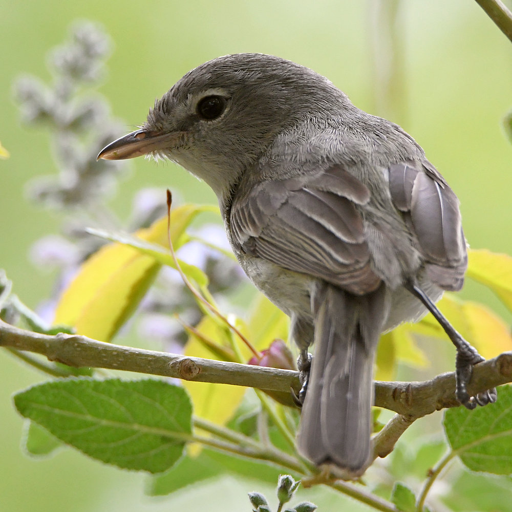 GnatCatcher4.jpg