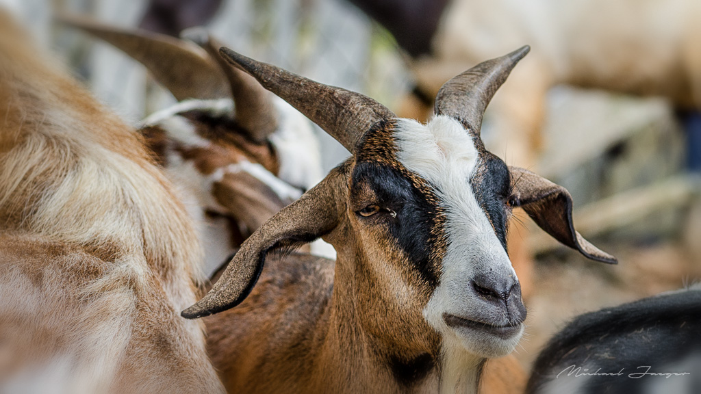 goat-1.jpg