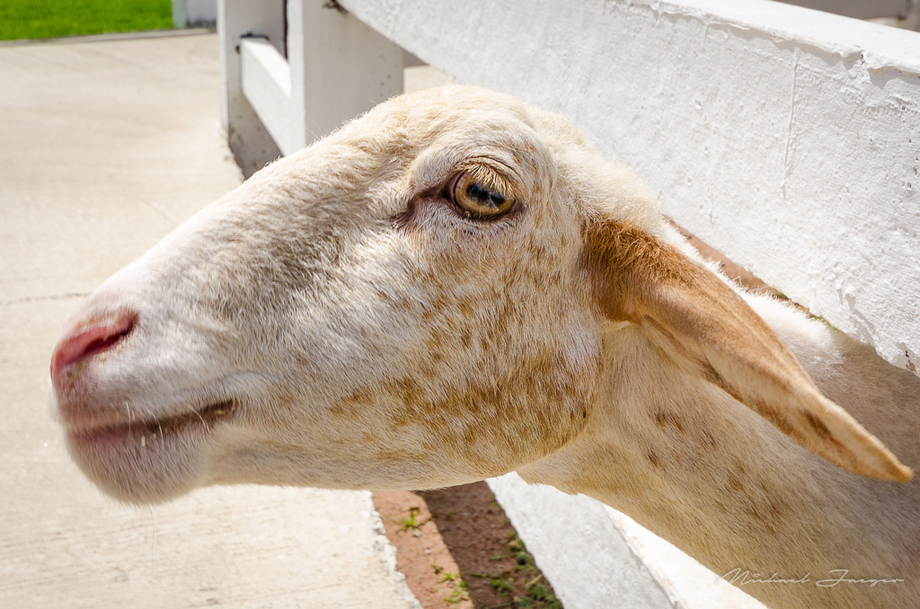 goat-1.jpg