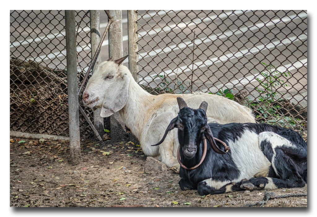 goats-1.jpg