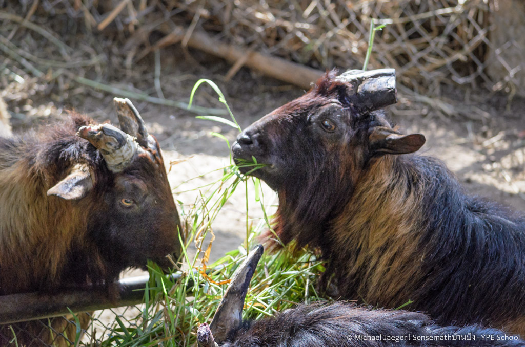 goats-1.jpg