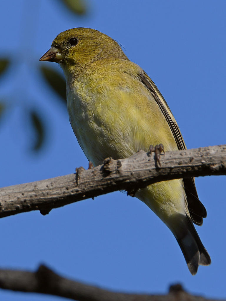 Godfinch.jpg