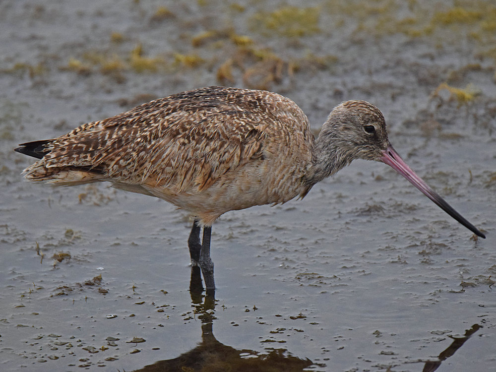 Godwit5.jpg
