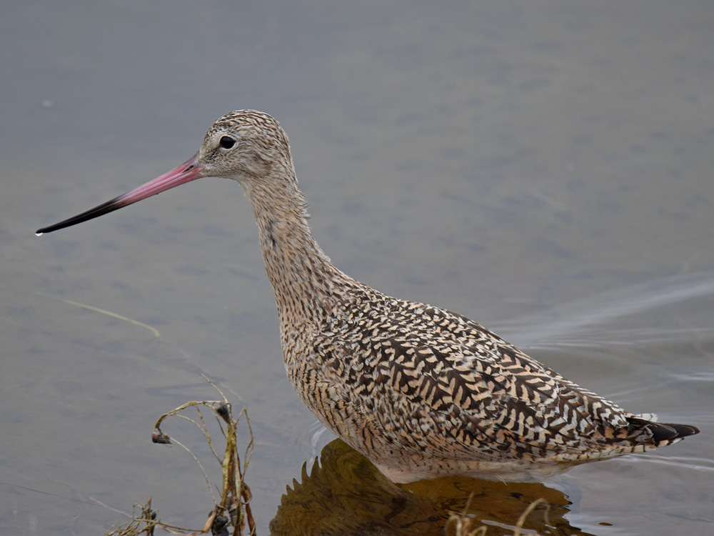 Godwit6.jpg