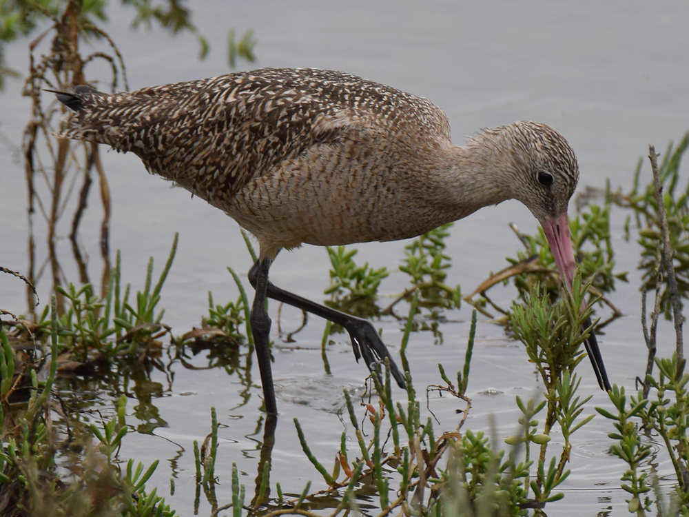 Godwit7.jpg