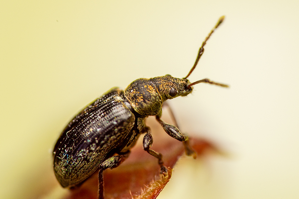 Golden bloomed Longhorn Beetle.jpg