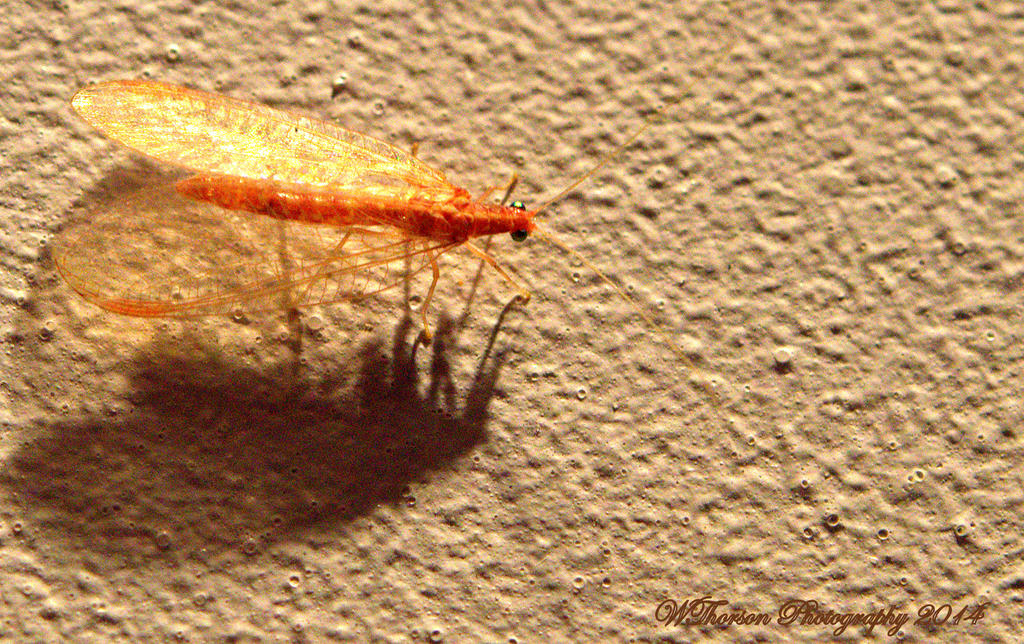 Golden Bug.jpg