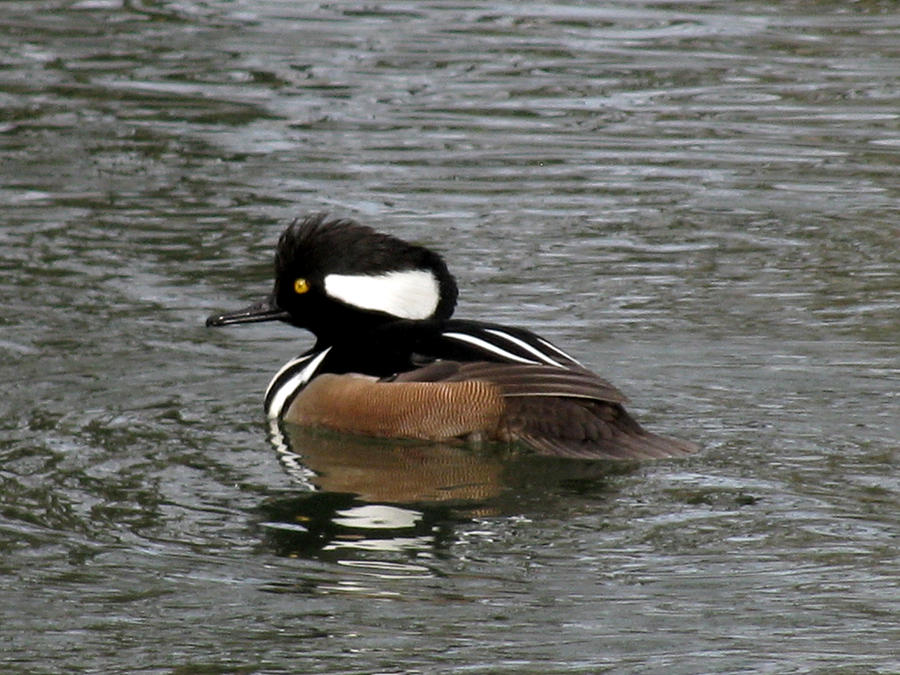 golden-eye-duck-donna-brown.jpg