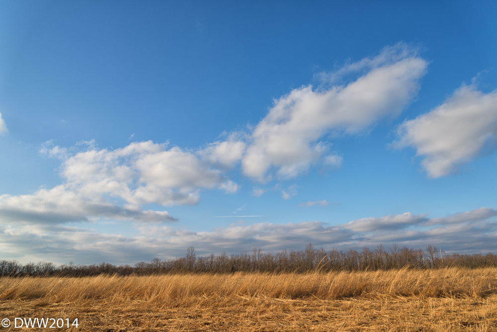 Golden Field (1 of 1).jpg
