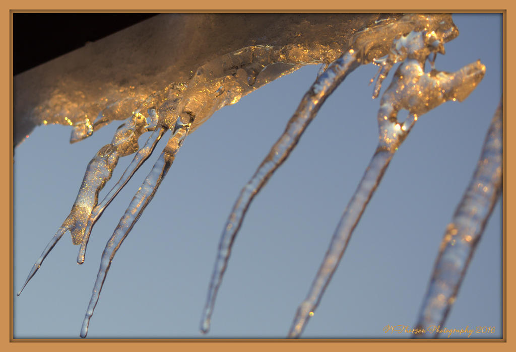 Golden Icicles 1-28-2016.jpg