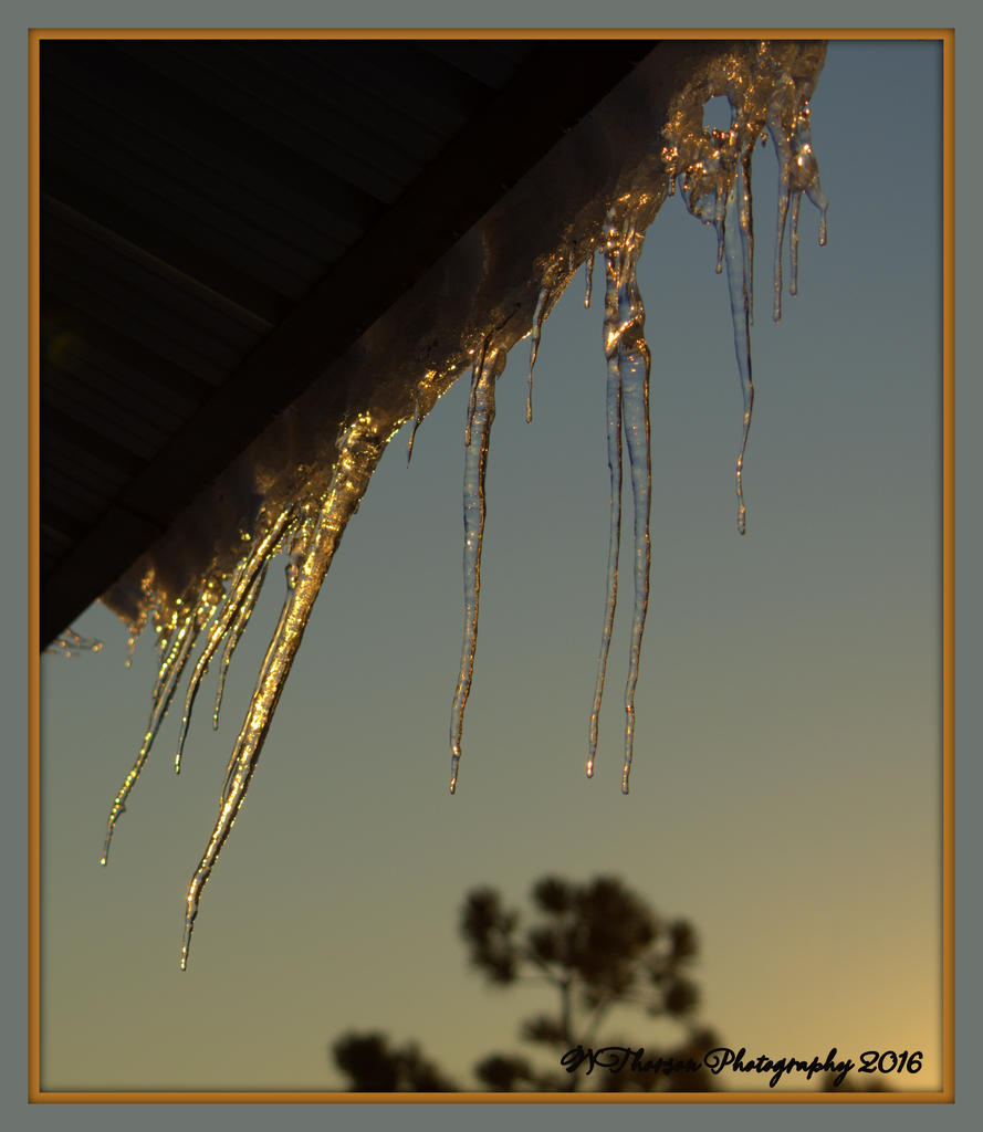 Golden Icicles #2 1-28-2016.jpg