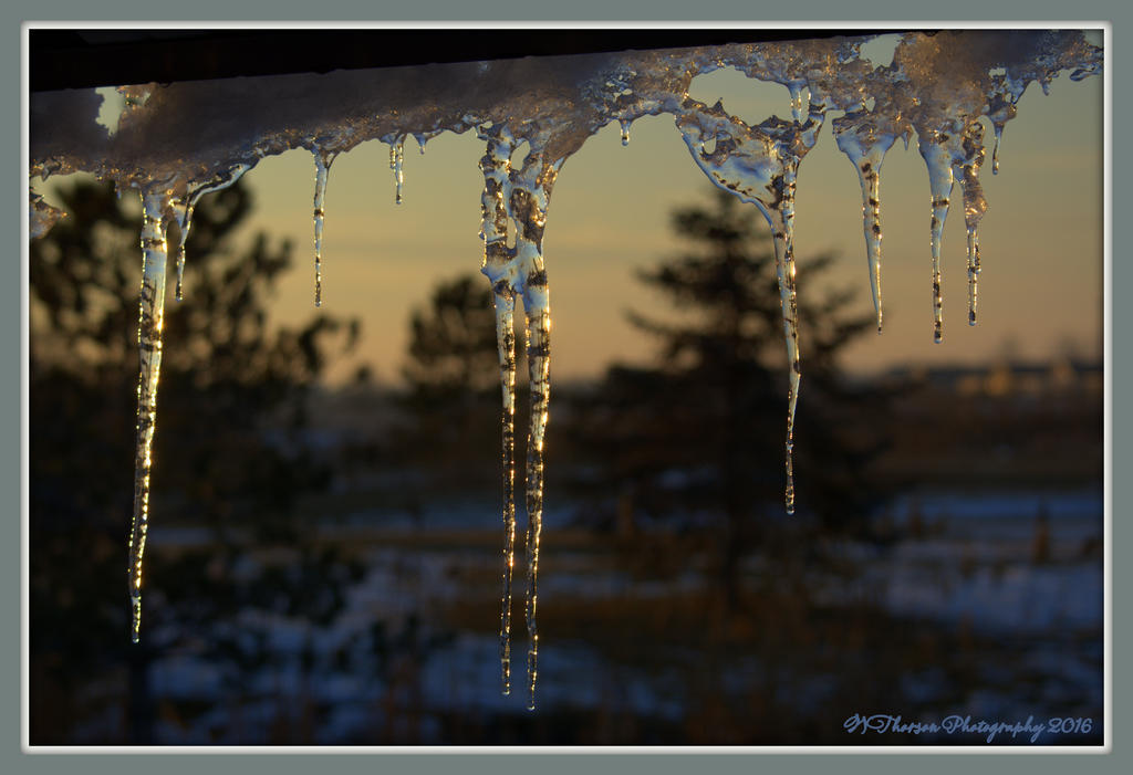 Golden Icicles #3 1-28-2016.jpg
