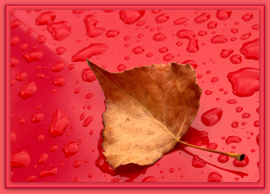 Golden Leaf on Red Rain Drops.jpg