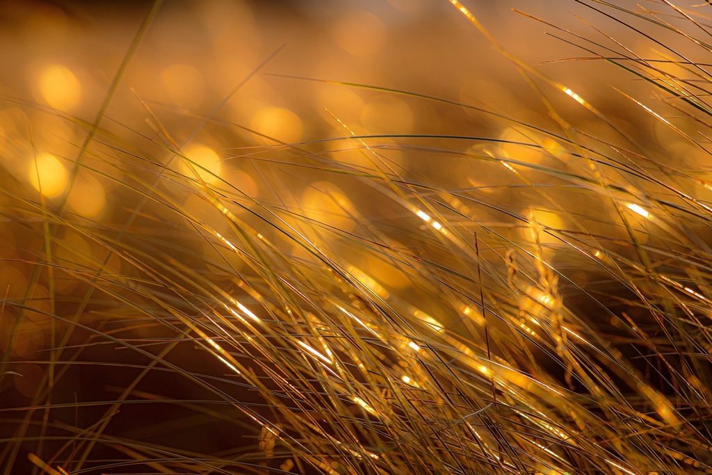 Golden Light.jpg
