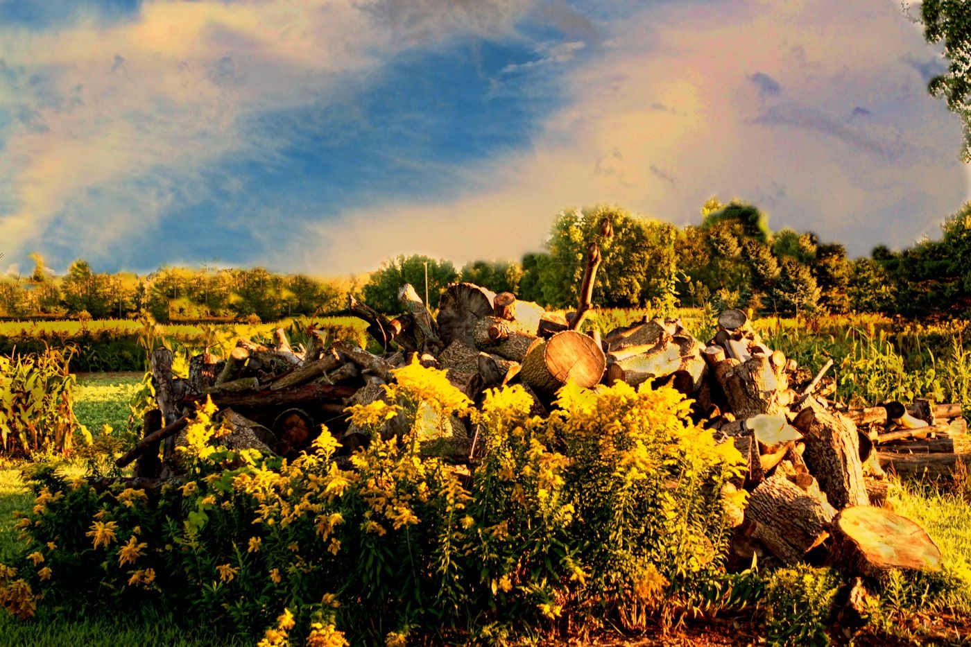 golden rod woodpile 1400.jpg