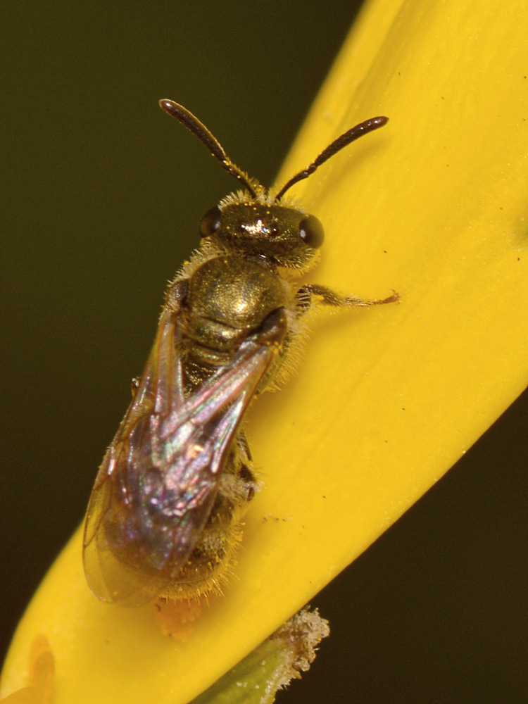 GoldenBee.jpg