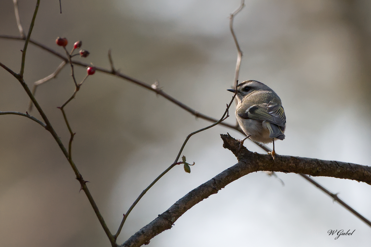 GoldenCrownedKinglet sm.jpg