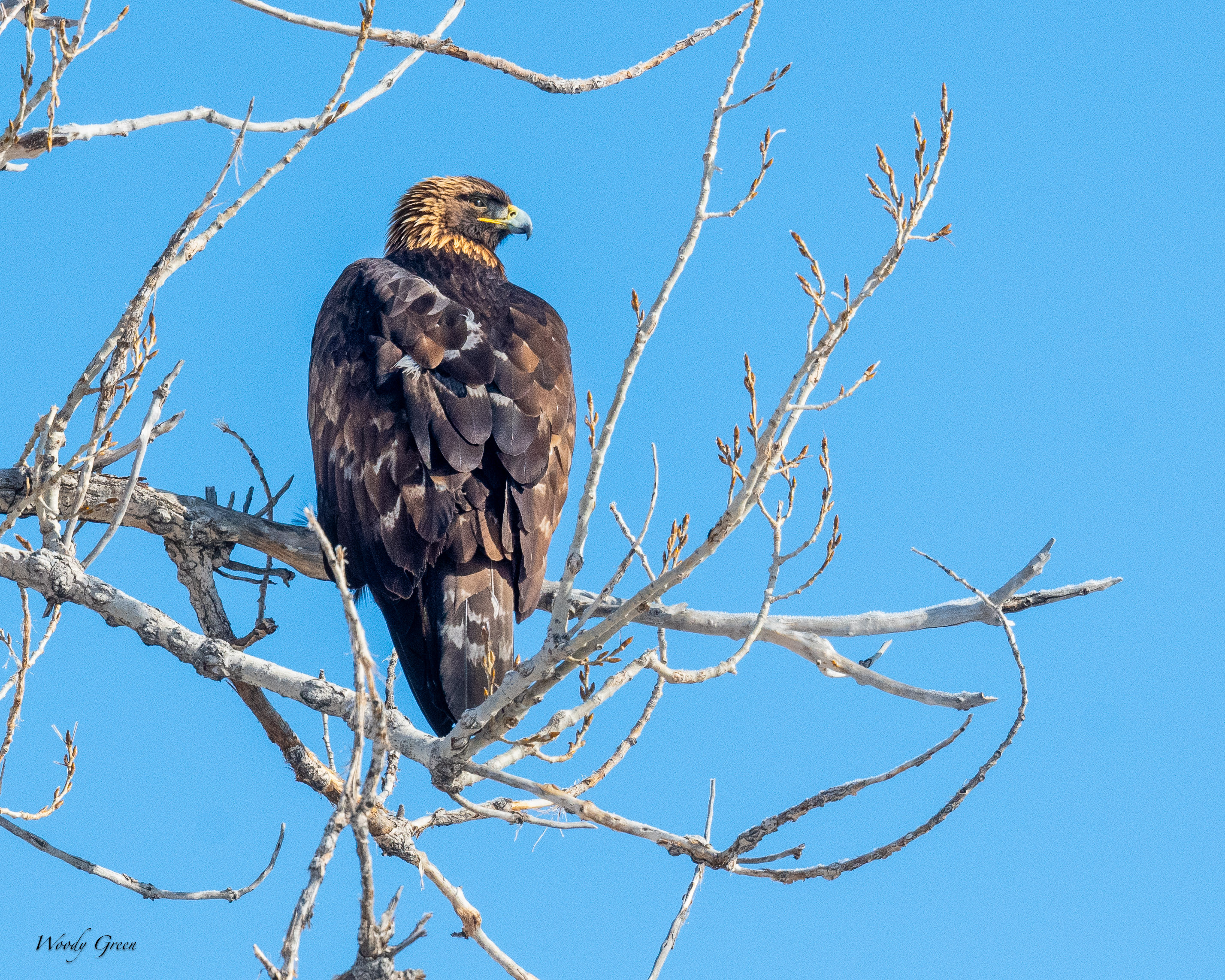 GoldenEagle-290.jpg