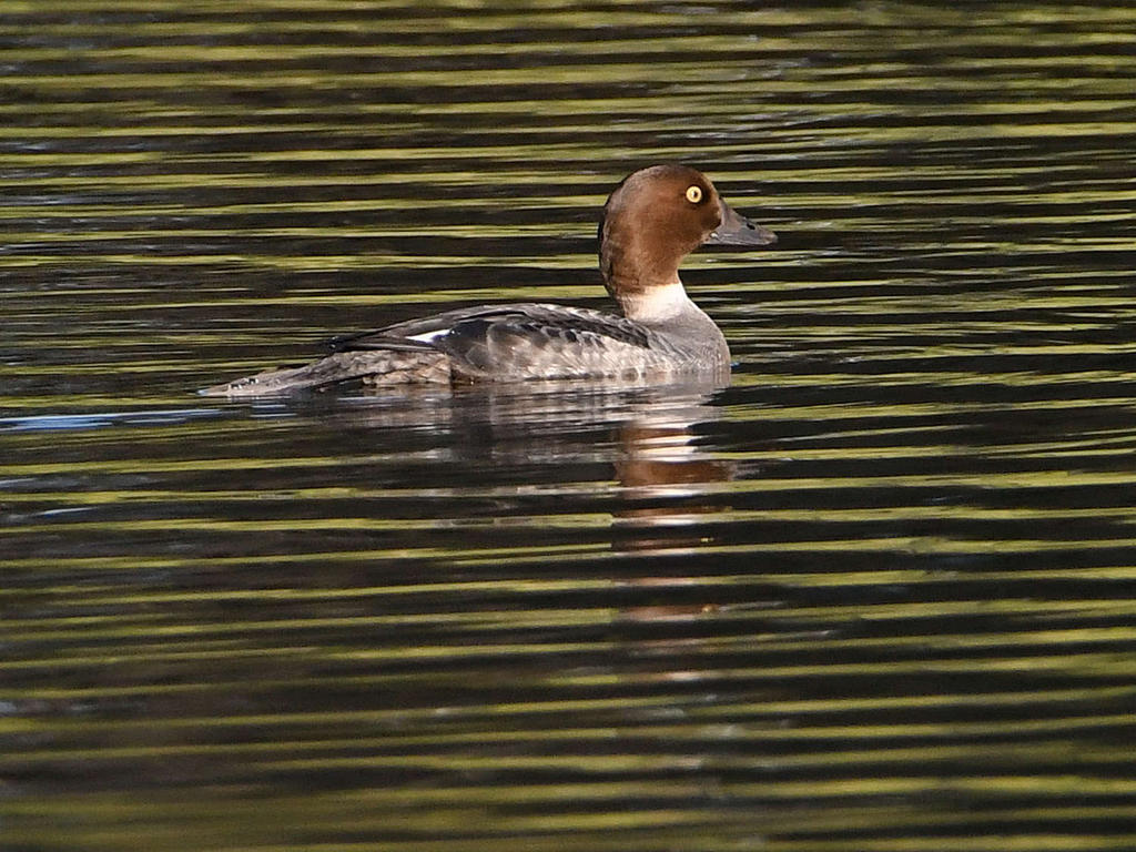 Goldeneye.jpg
