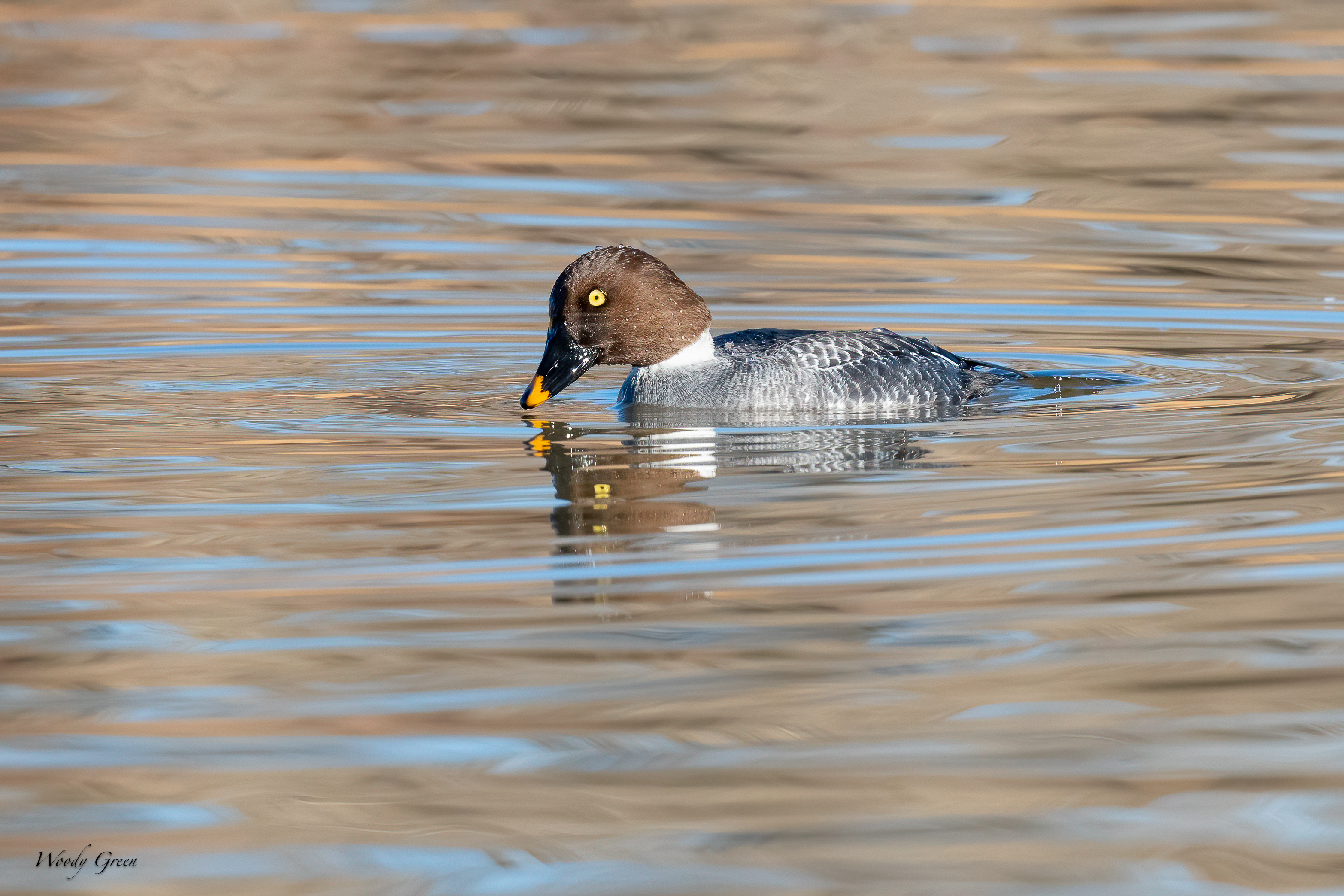 GoldenEyeDive-266.jpg