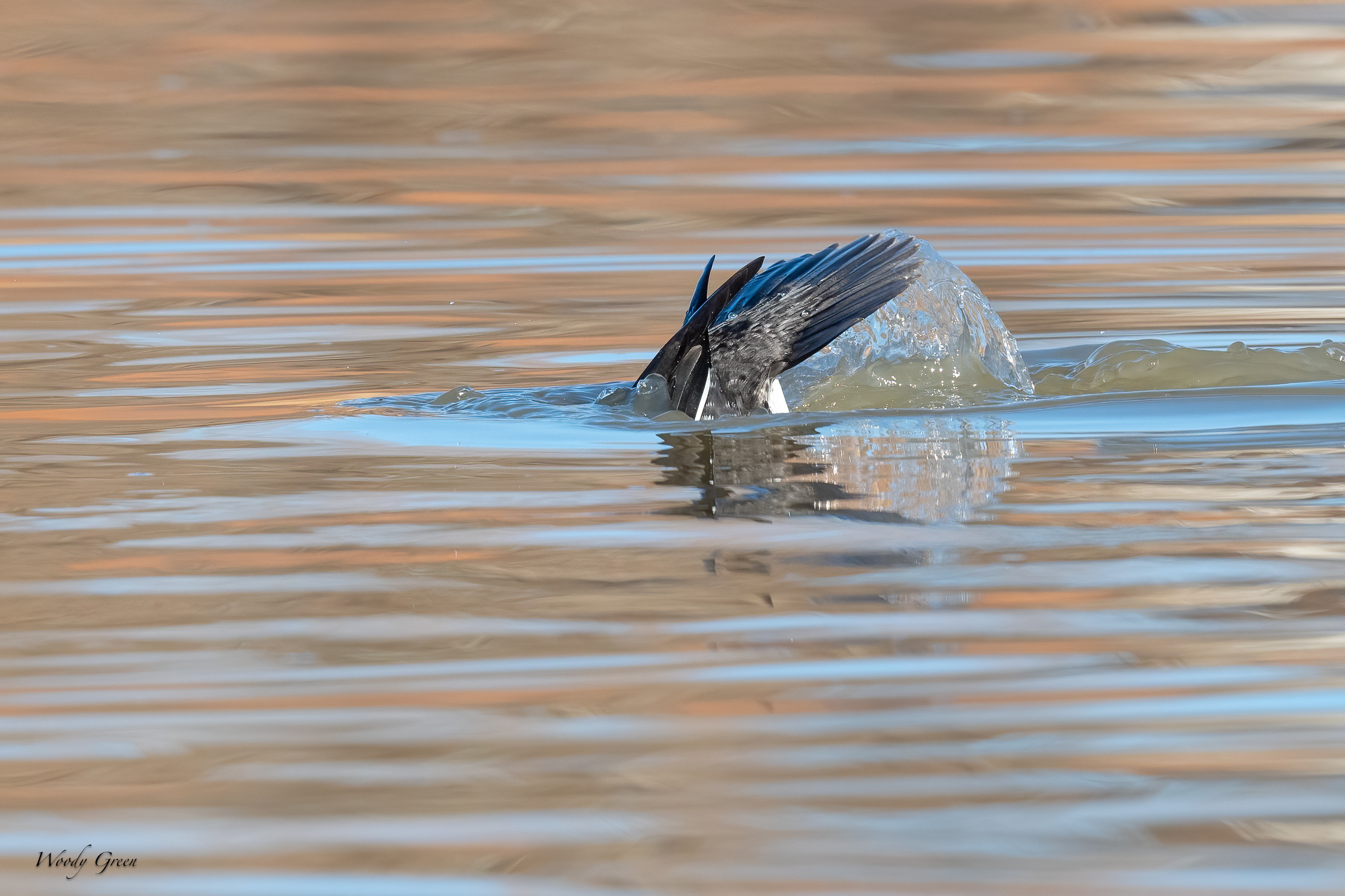 GoldenEyeDive-269.jpg