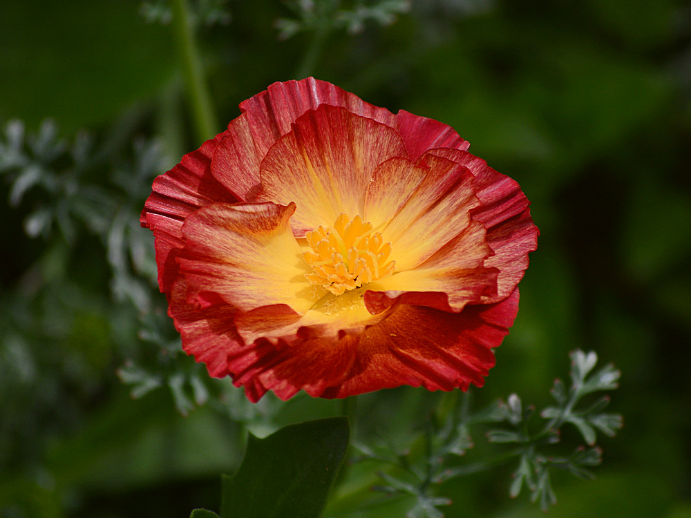 GoldenFlower.jpg