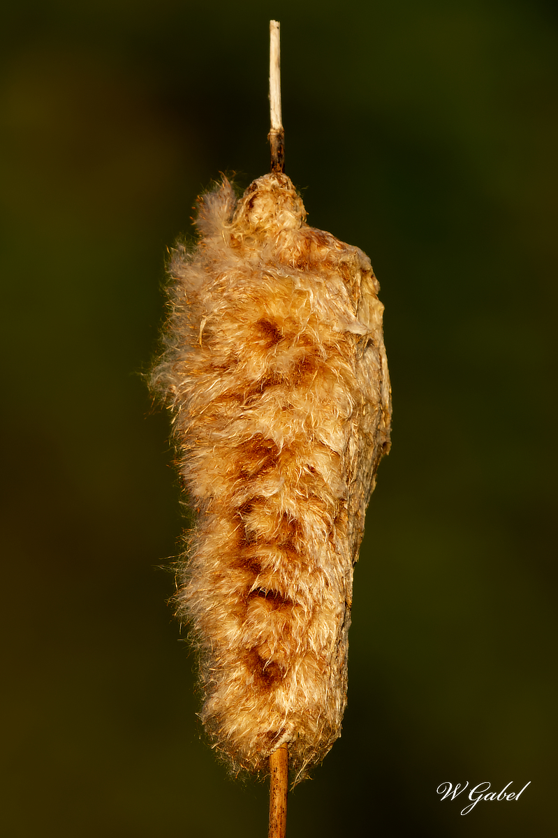Goldenhour Cattail sm.jpg