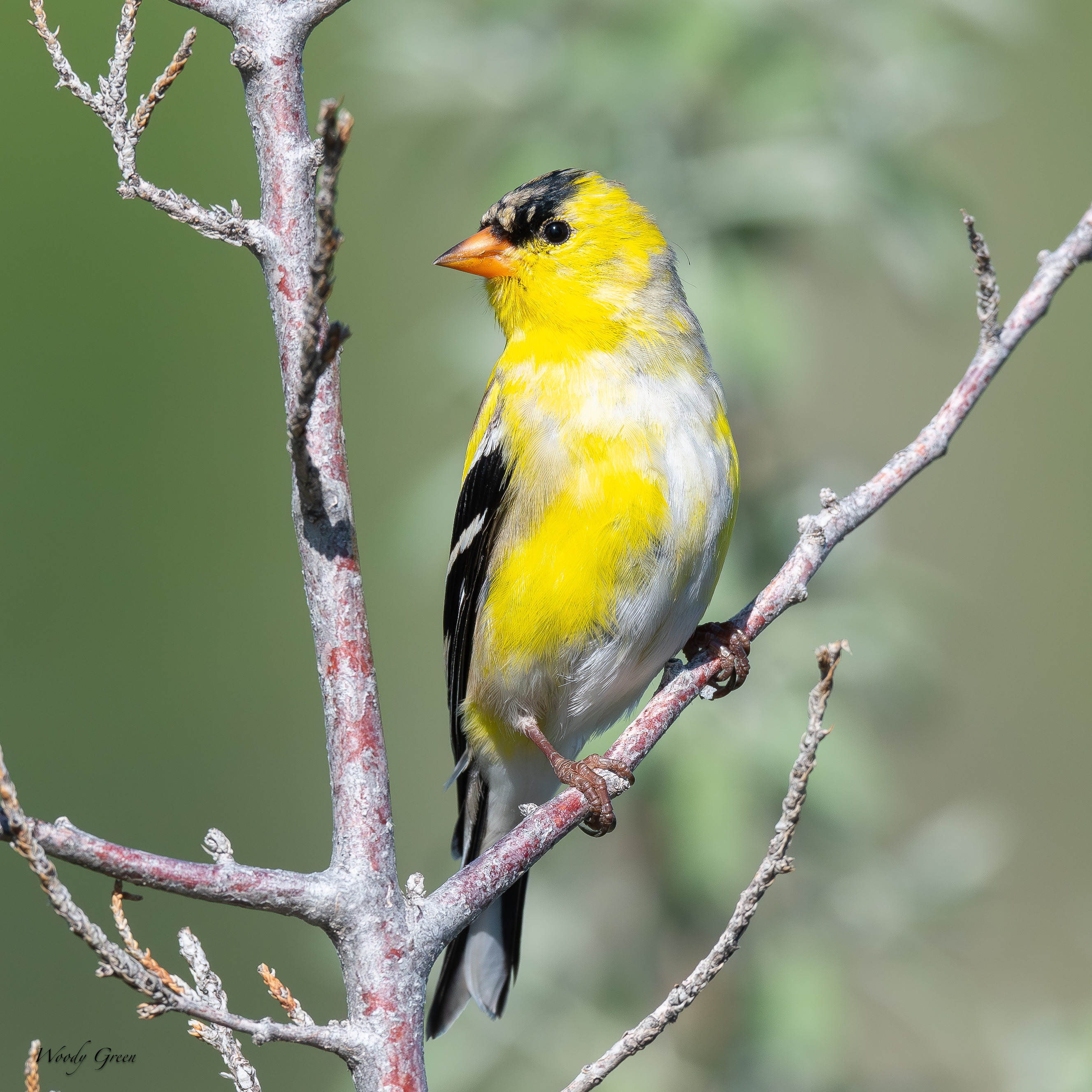 GoldfinceMolting-126.jpg