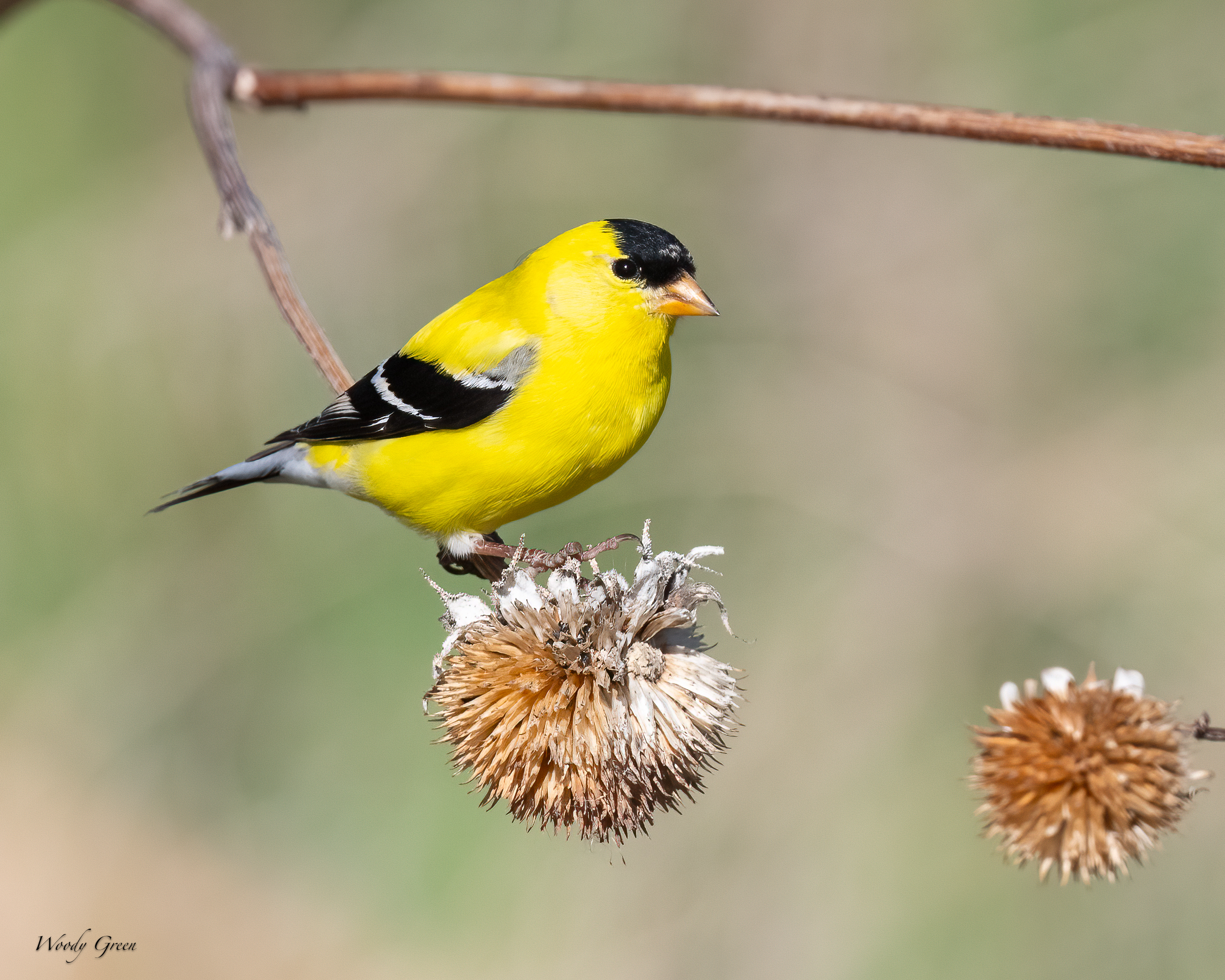 Goldfinch-10.jpg