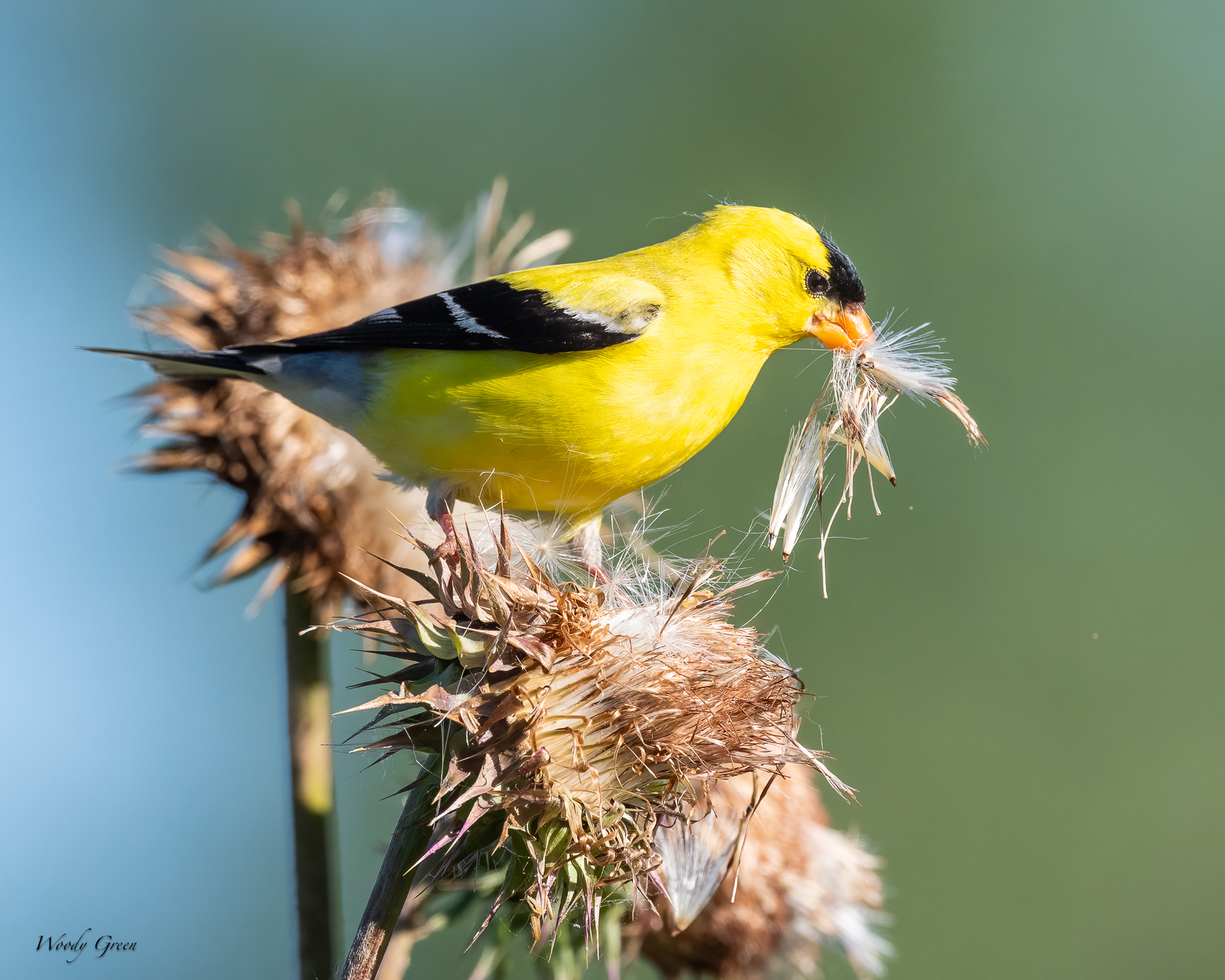 Goldfinch-57.jpg