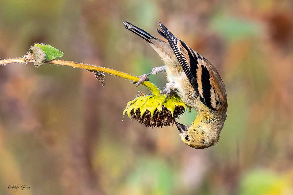 Goldfinch-65.jpg