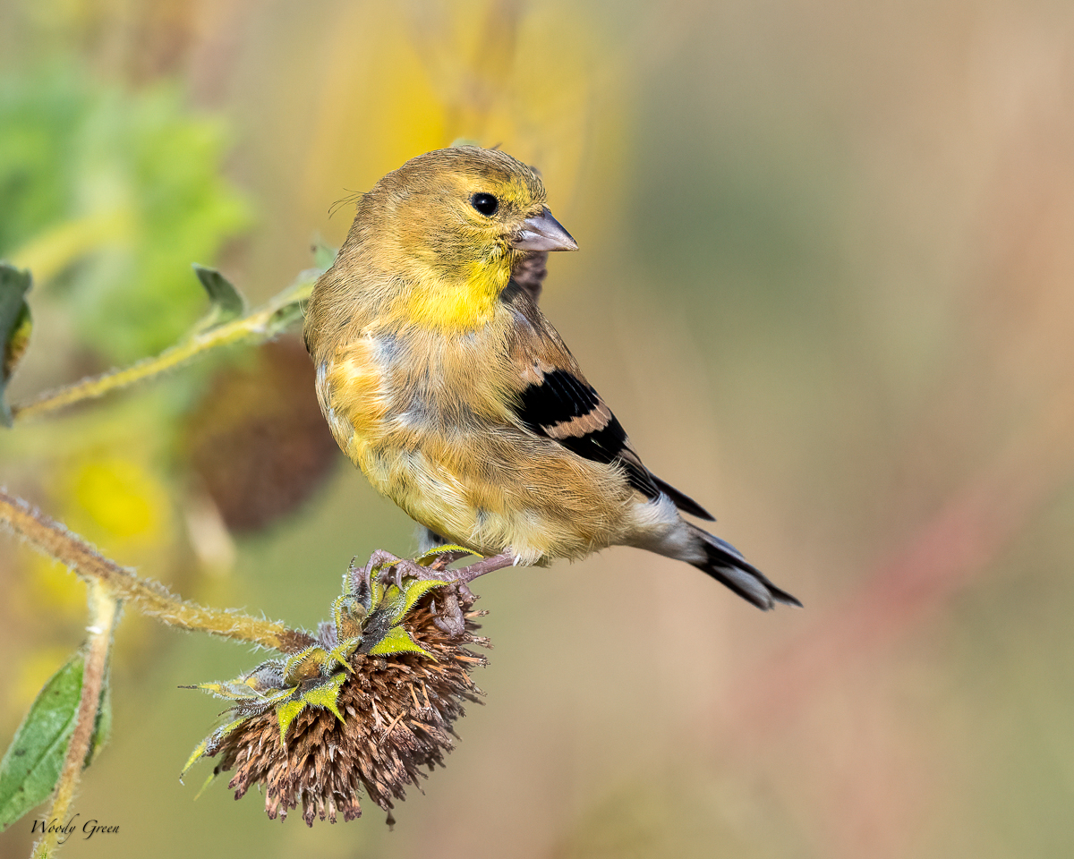 Goldfinch-66.jpg