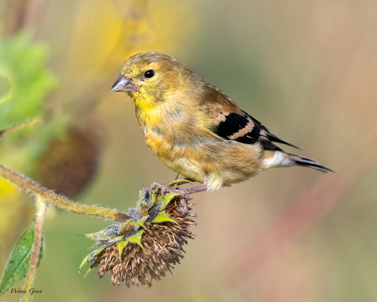 Goldfinch-67.jpg