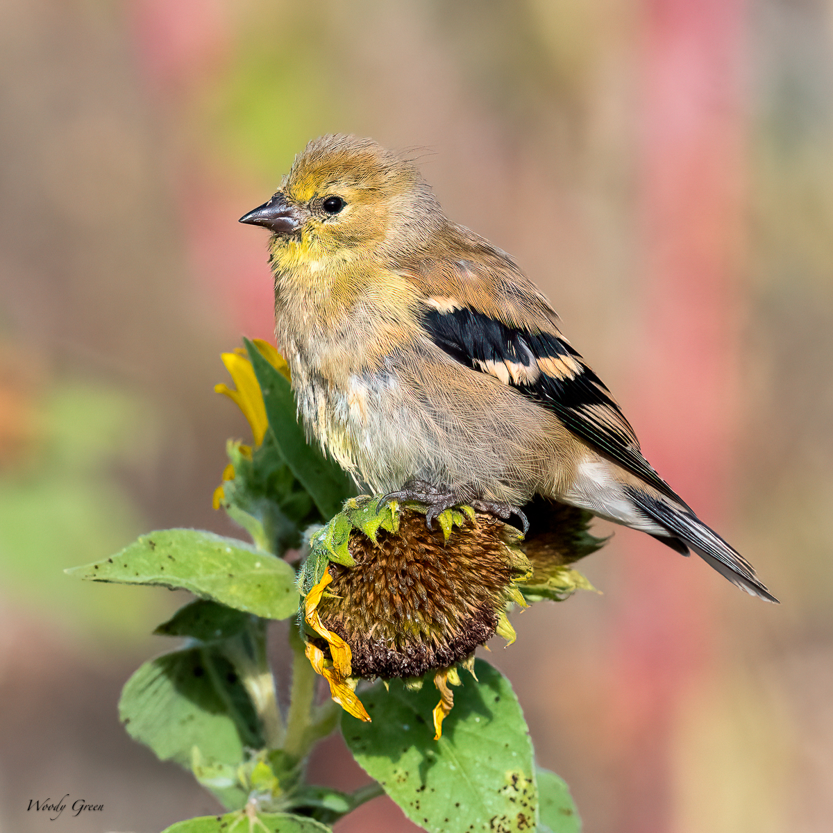 Goldfinch-70.jpg