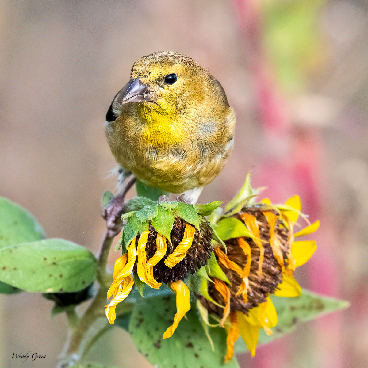 Goldfinch-71.jpg