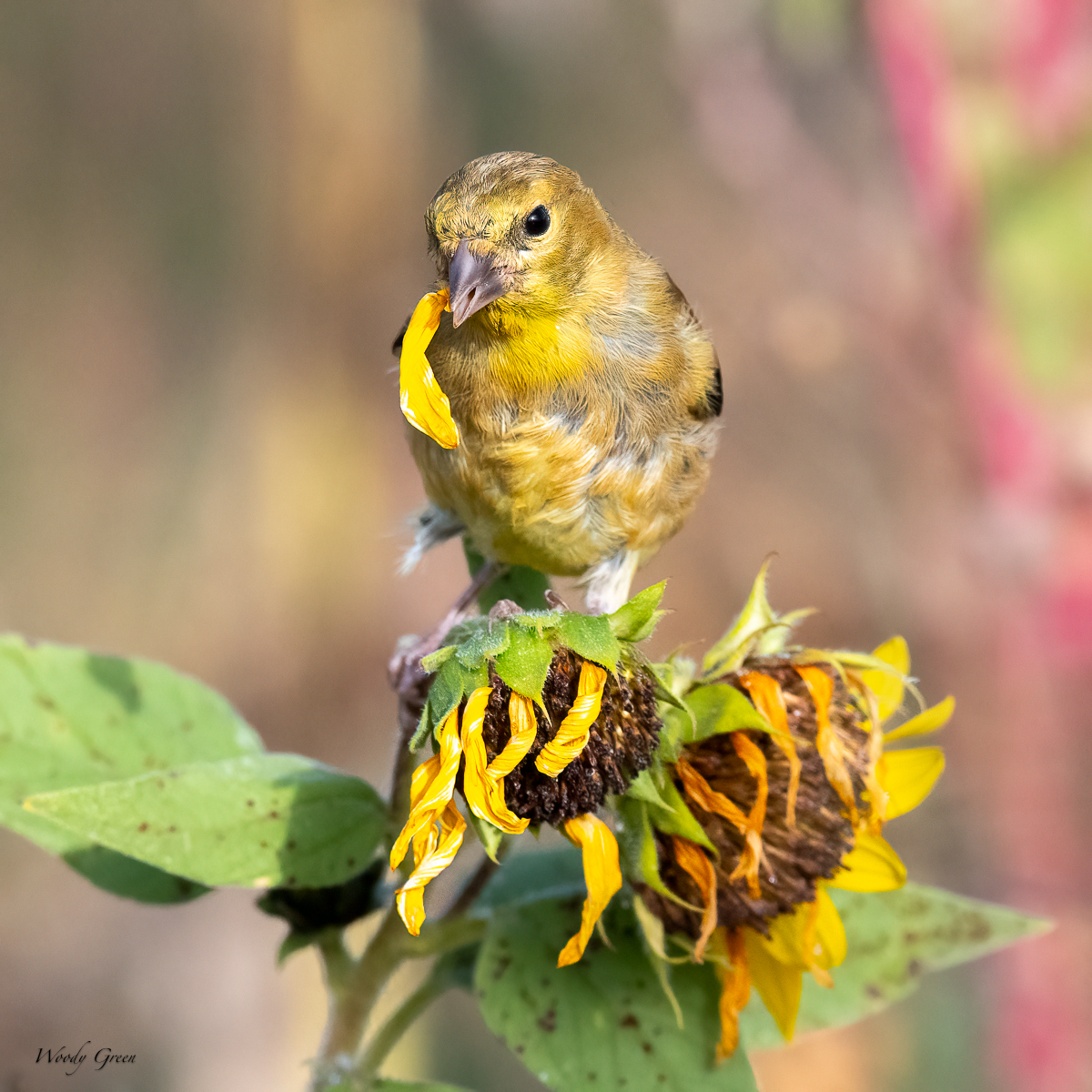 Goldfinch-72.jpg