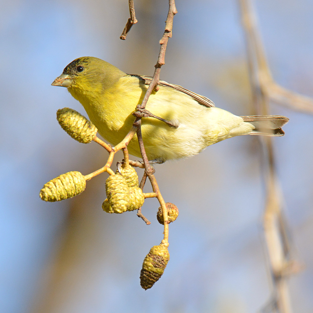 Goldfinch.jpg