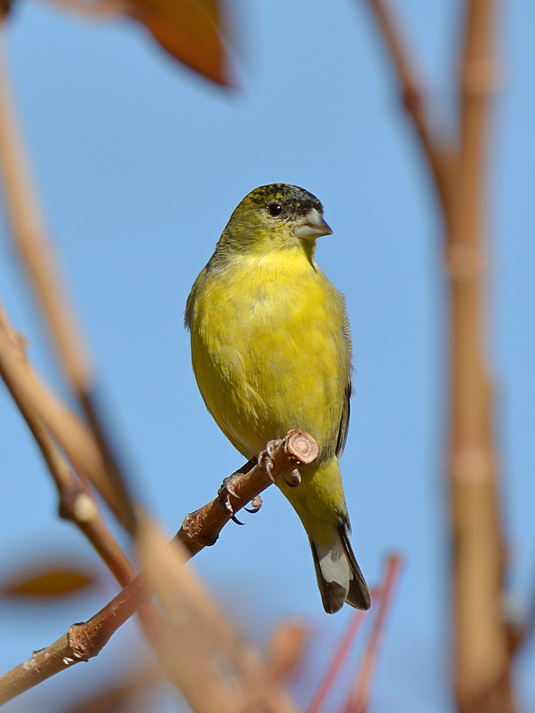 Goldfinch.jpg