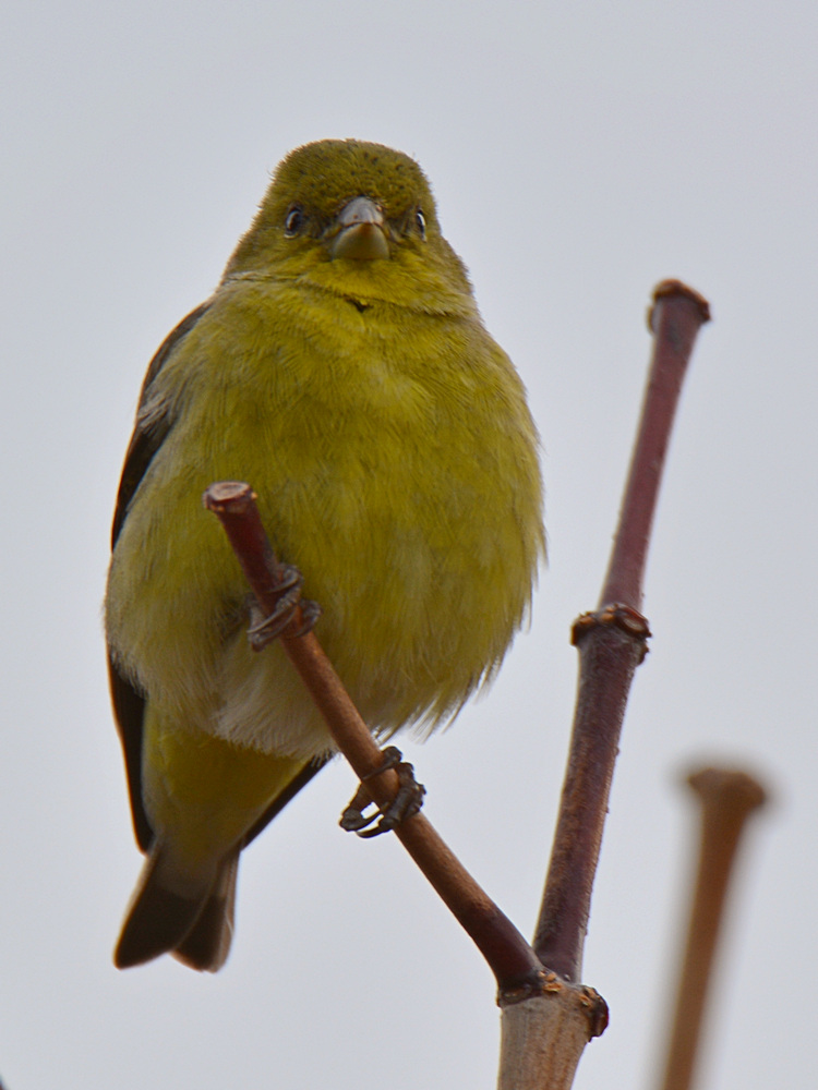 Goldfinch.jpg