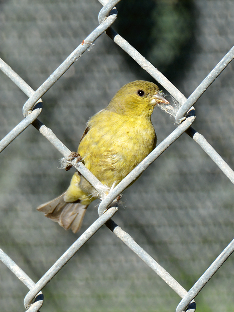 Goldfinch.jpg