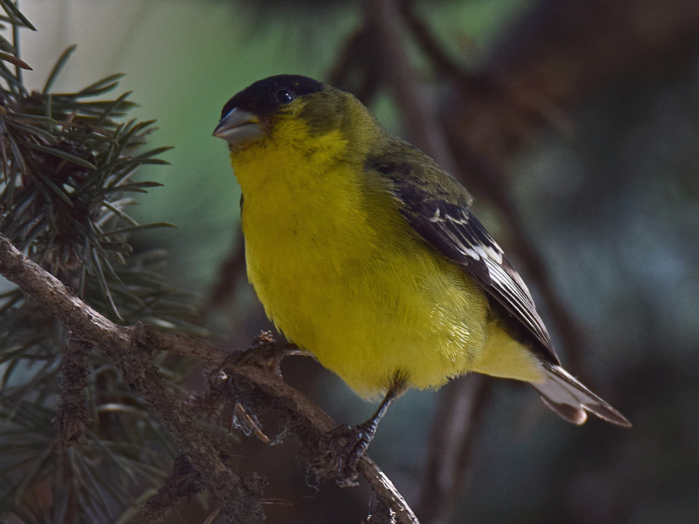 Goldfinch.jpg