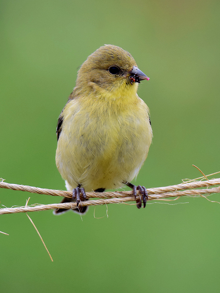 GoldFinch.jpg