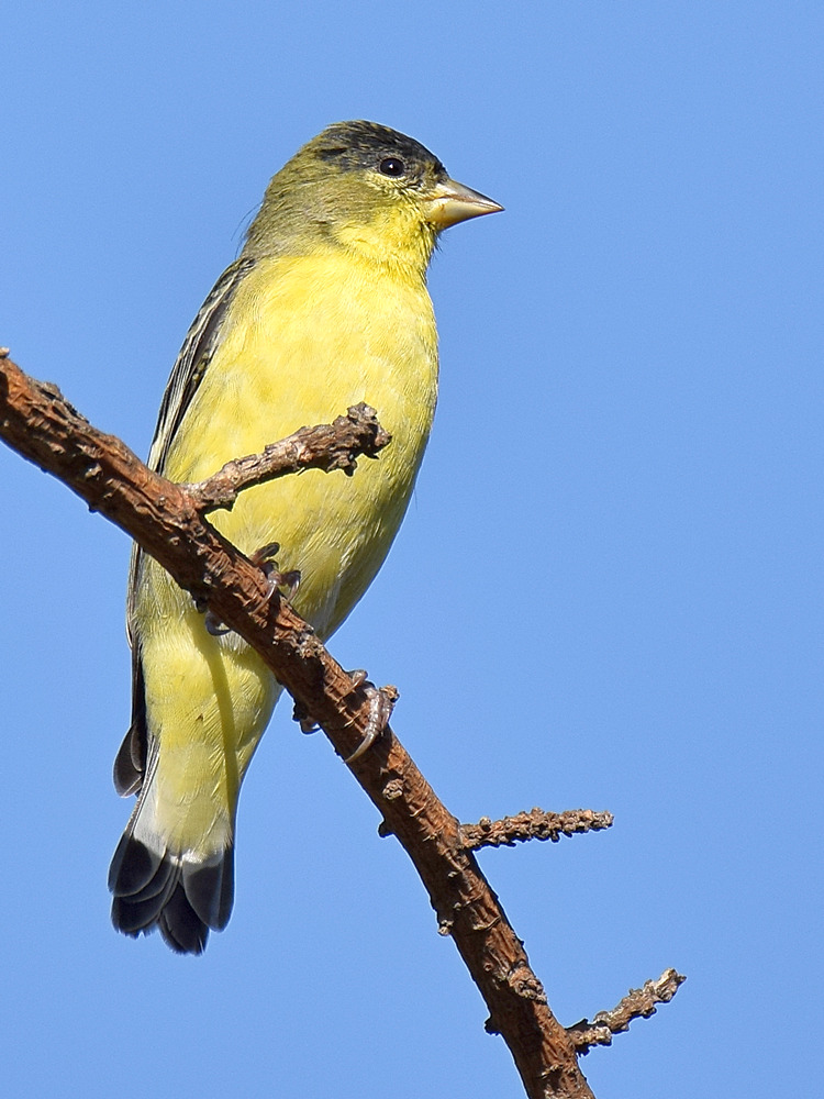 Goldfinch.jpg