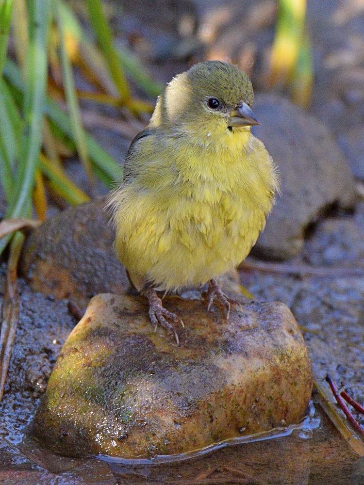 Goldfinch.jpg