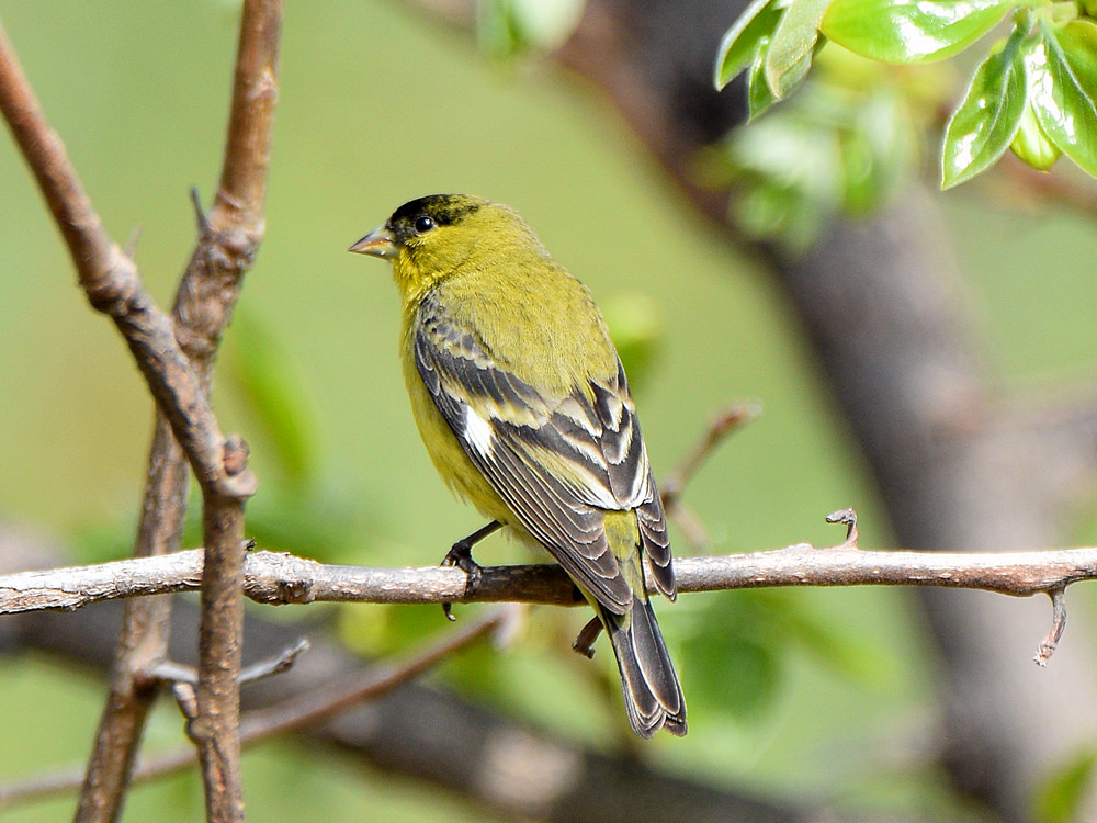 Goldfinch.jpg