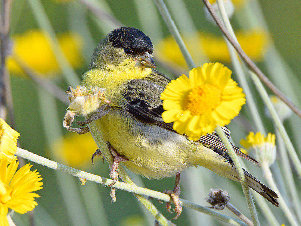 Goldfinch.jpg