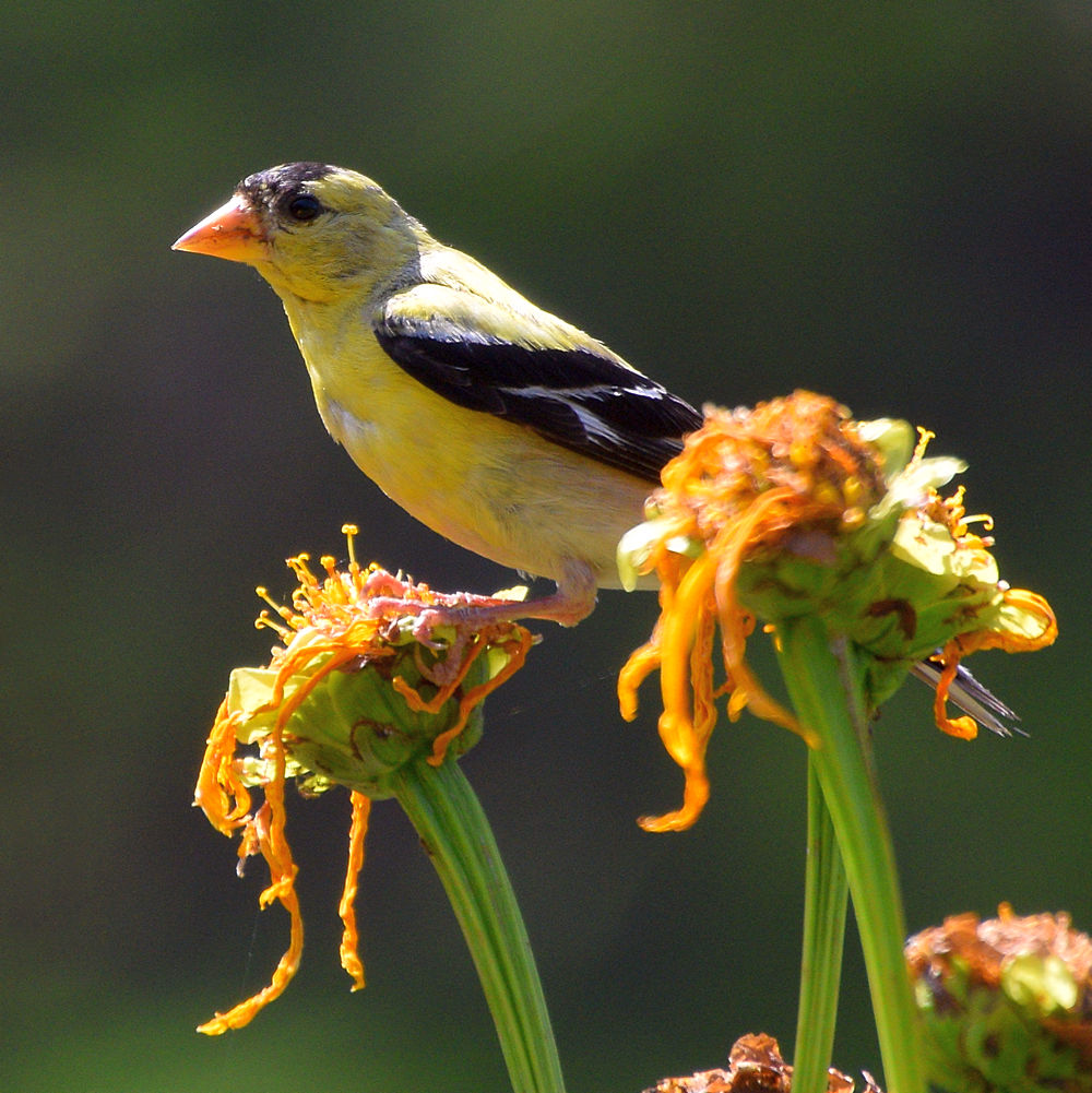 Goldfinch.jpg