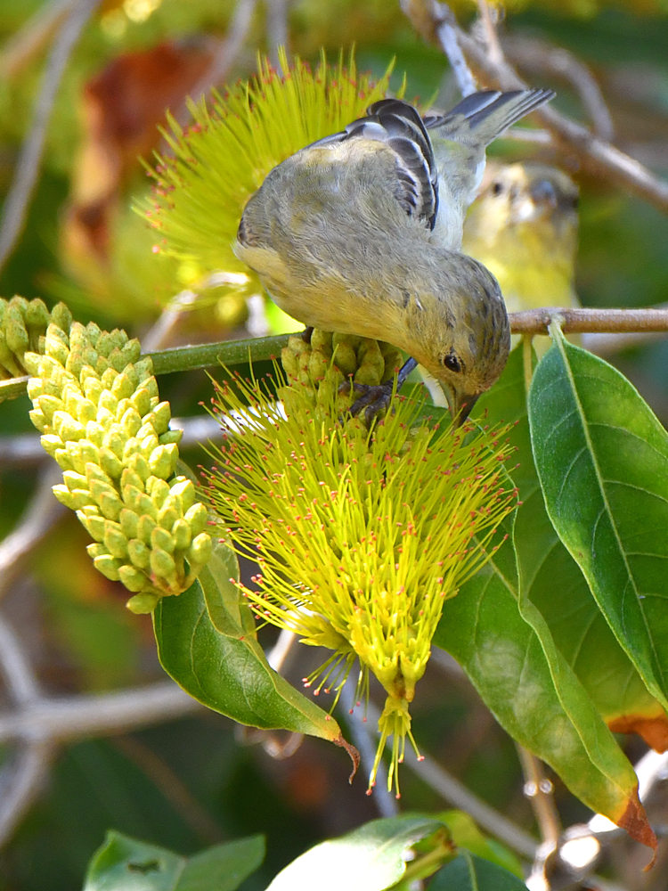 Goldfinch.jpg
