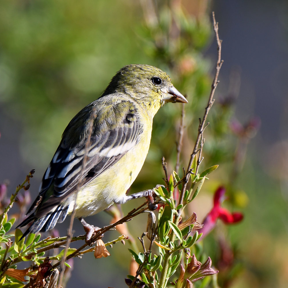 GoldFinch.jpg