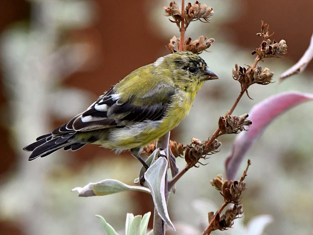 Goldfinch.jpg